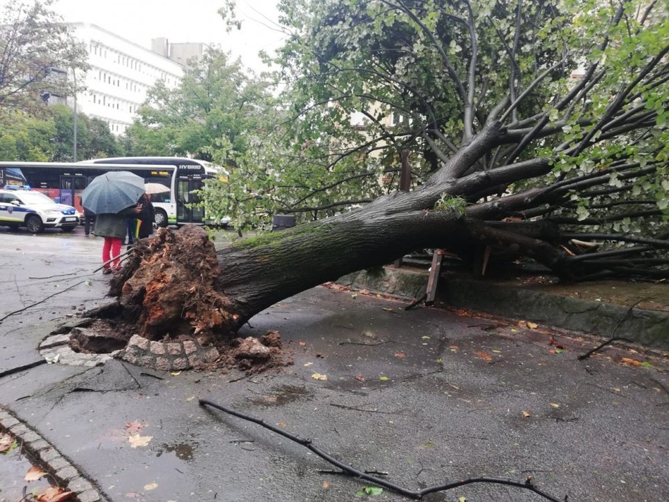 Las tormentas han provocado la caída de un árbol en la Avenida Miranda 