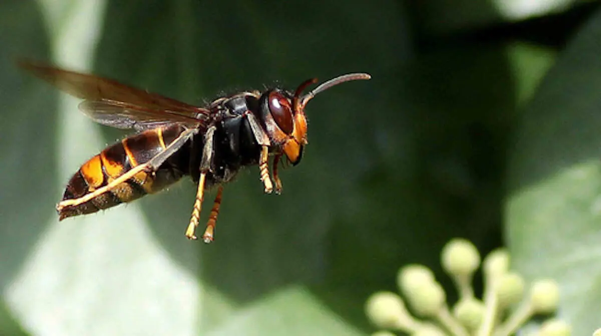 trampas avispa asiática barakaldo